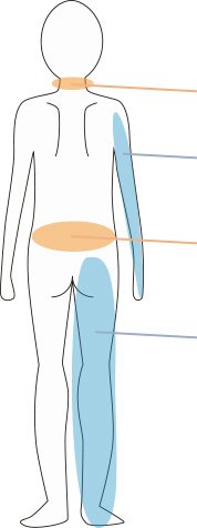 人体イラスト背面